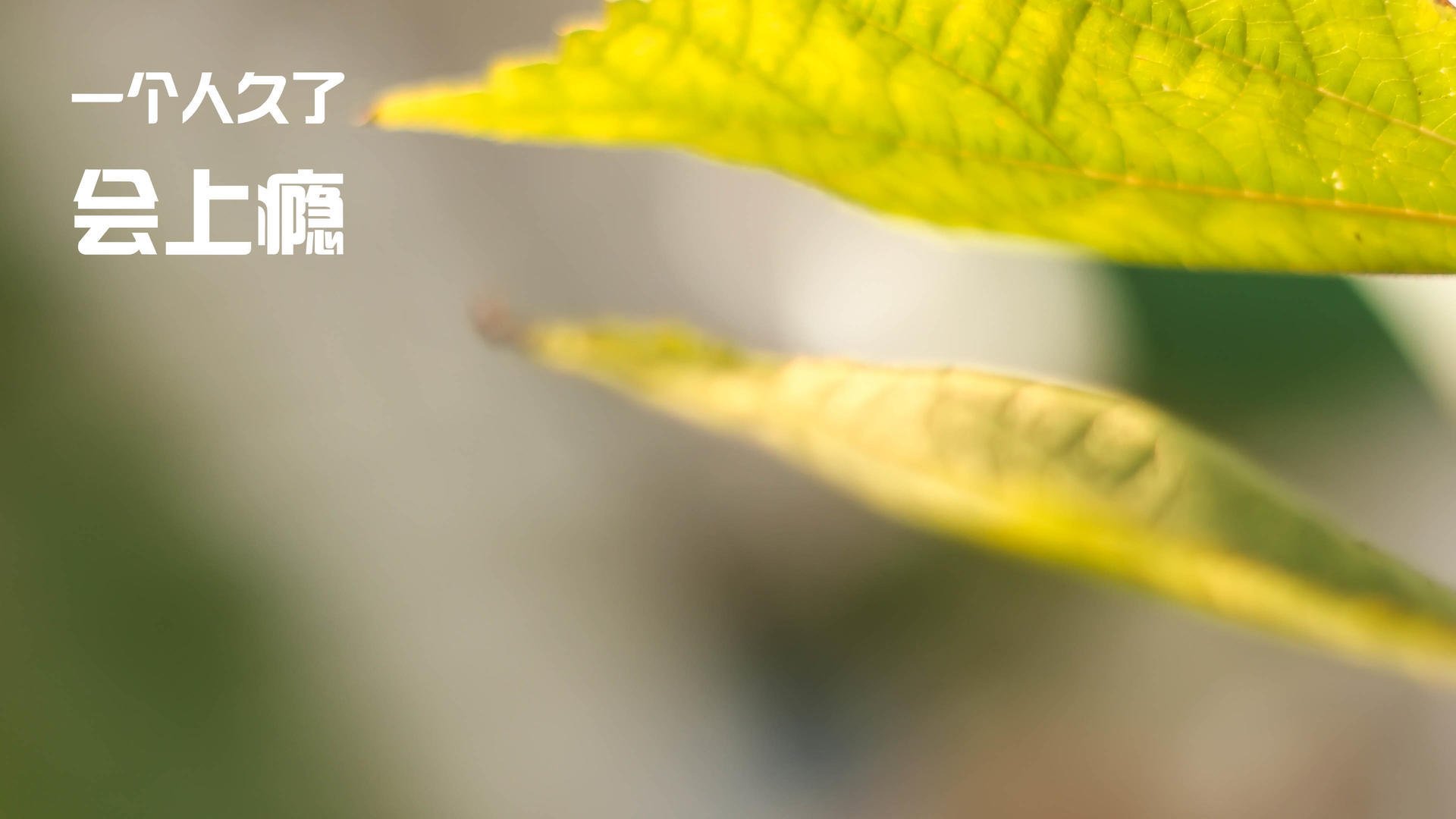 跨界竞技传奇，奇才魔术血拼之夜，约基奇英超式接管引爆赛场