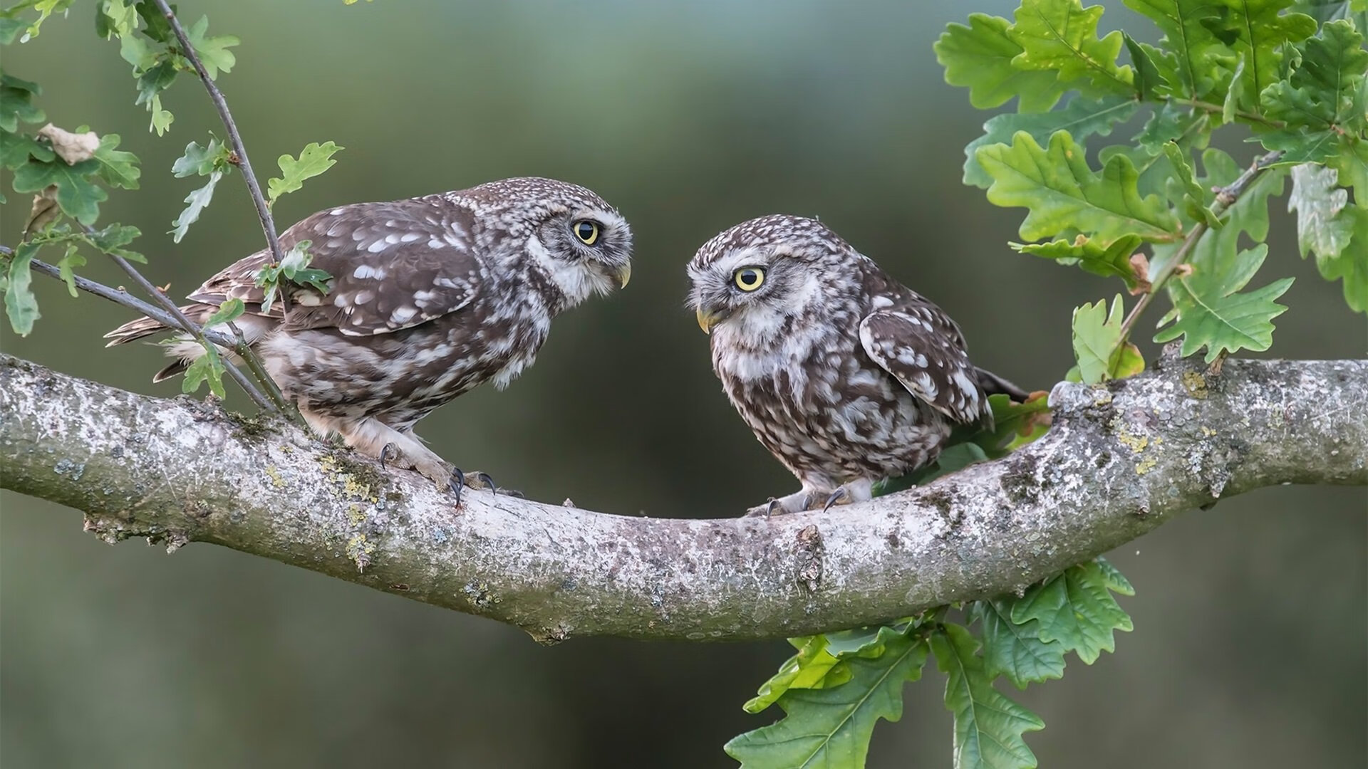 奇才奇迹,马克西总决赛接管比赛,率队战胜热火夺冠