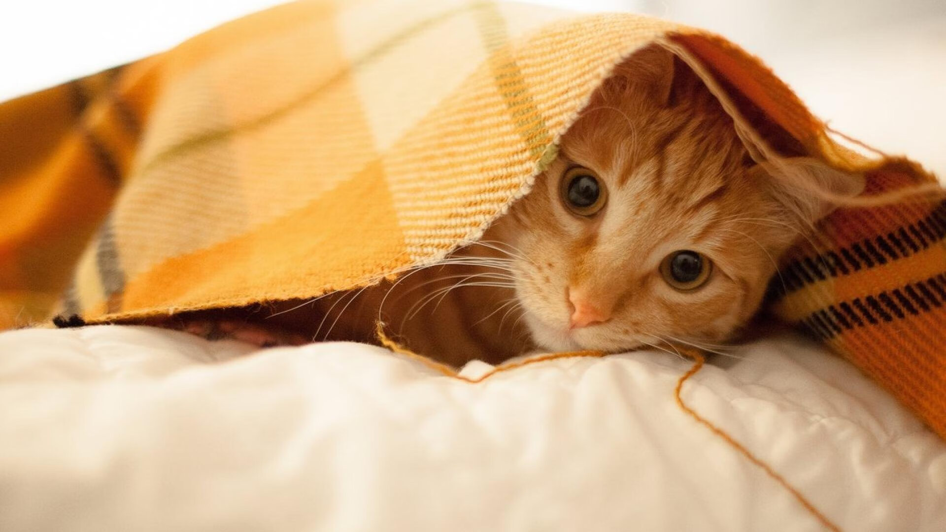 生死战之光，保罗刷新纪录引领太阳险胜北京队