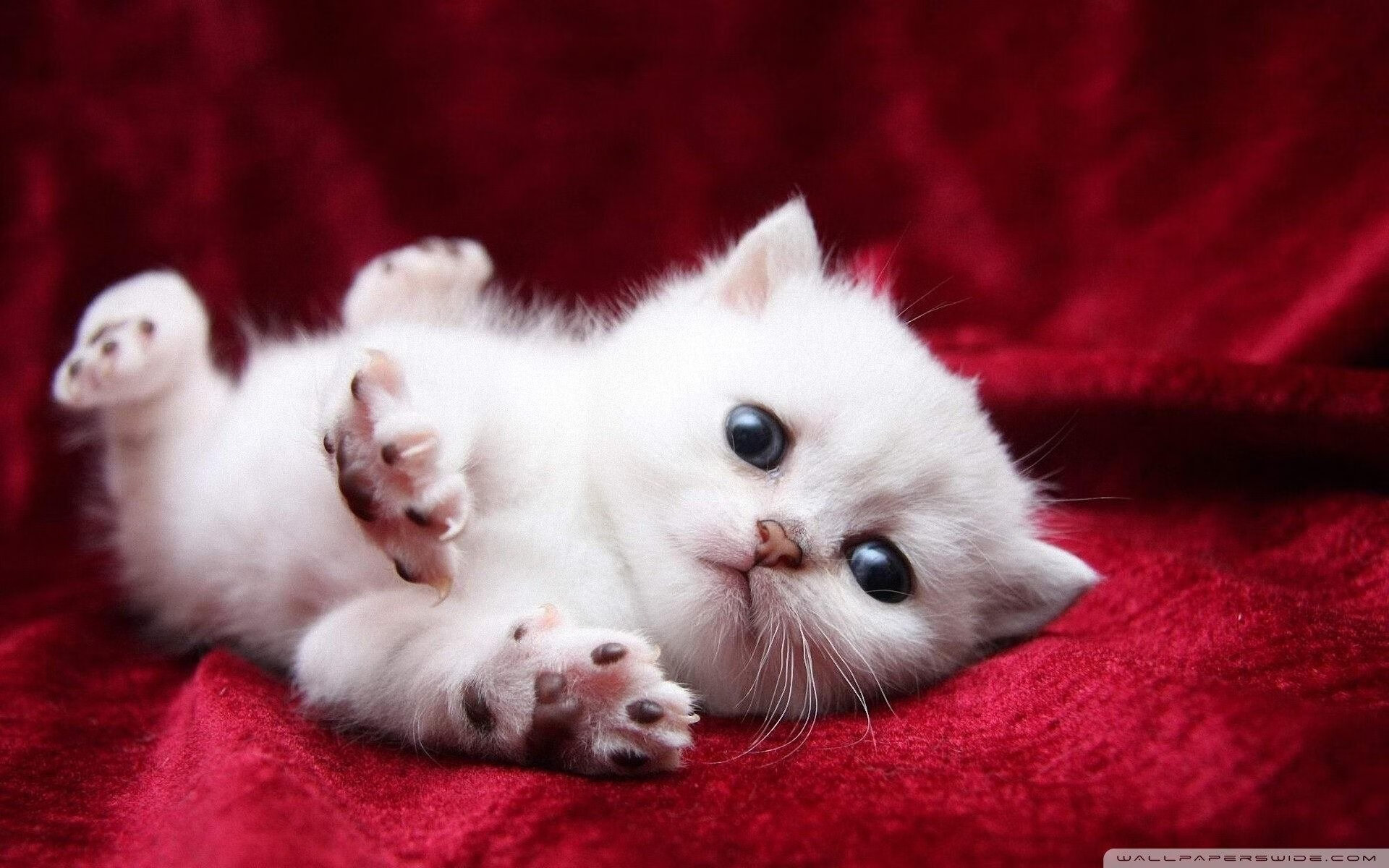 猛龙跨洋压制浙江队显威,马克西欧冠半决赛接管比赛封神