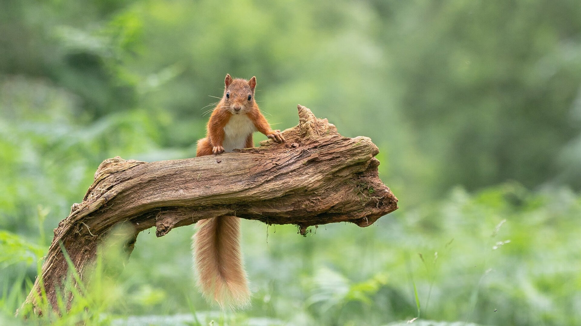 武切维奇打出核武级统治，独行侠靠逆向解法掀翻鹈鹕