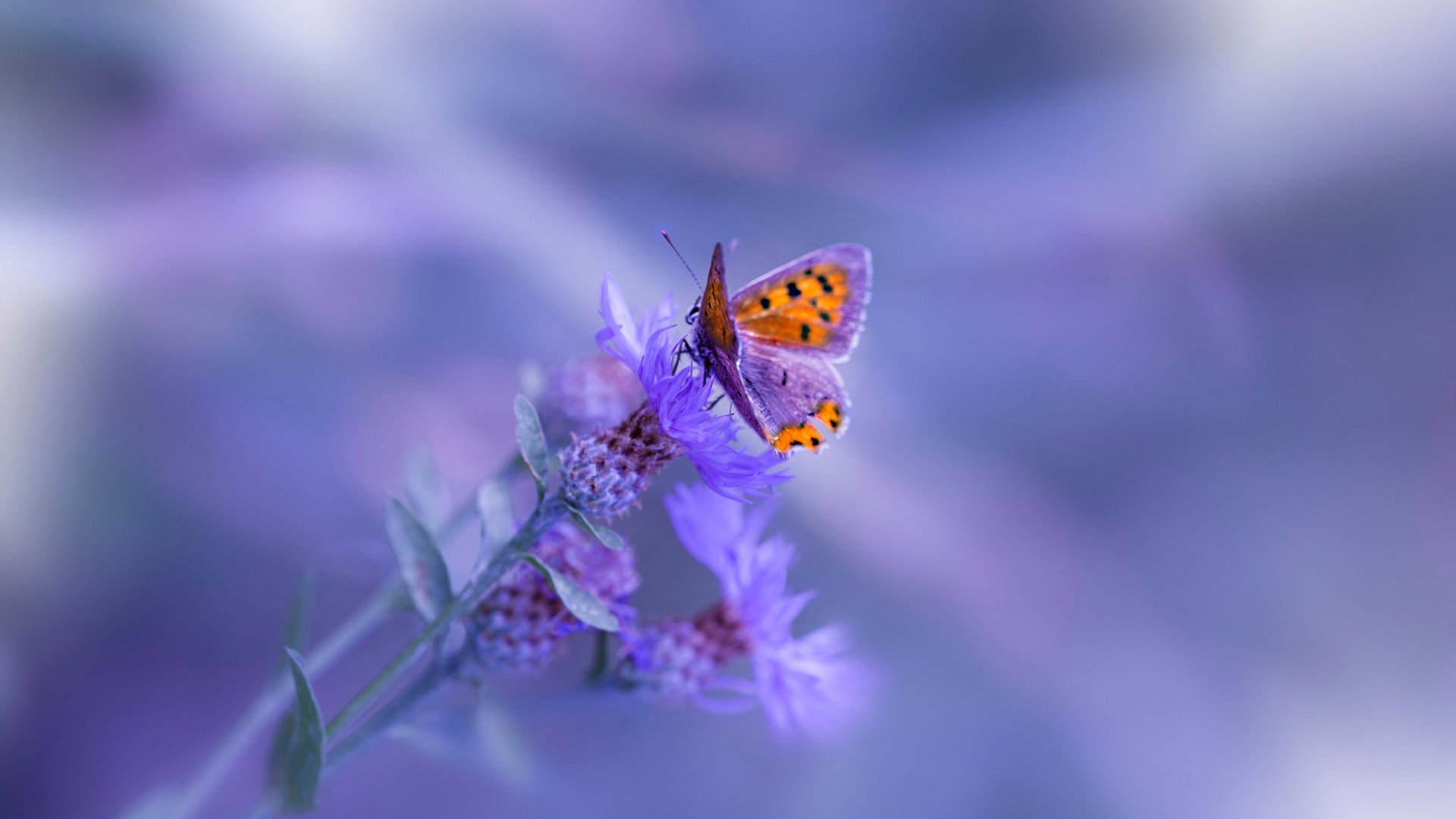 黄喜灿天外飞仙定乾坤,克罗地亚铁卫致命一击,切尔西梦碎末节!