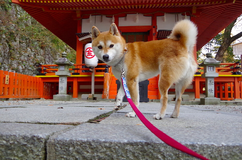 东契奇单骑破局,当东方雄狮遇见孟菲斯灰熊的虚拟跨界大战