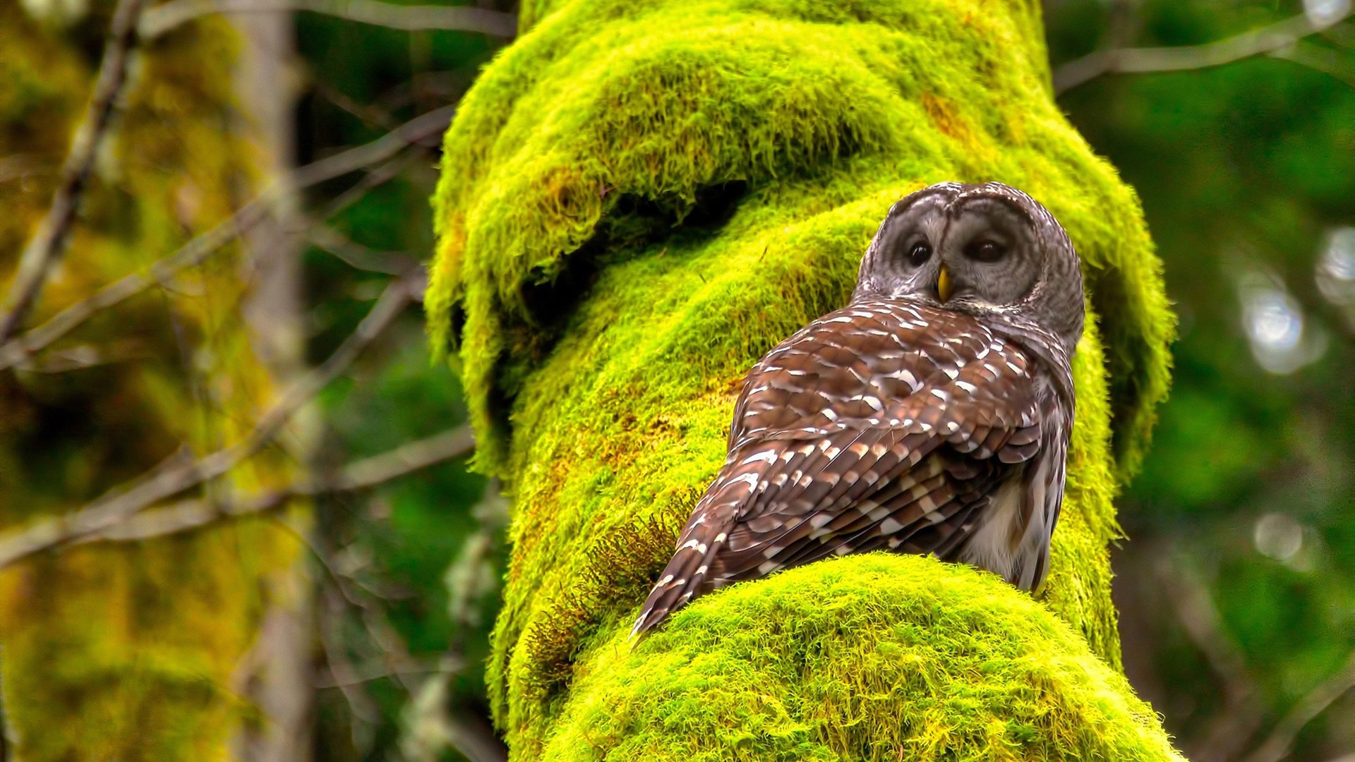 绝杀利爪，天才独舞，当团队齿轮咬住个人英雄主义的锋刃