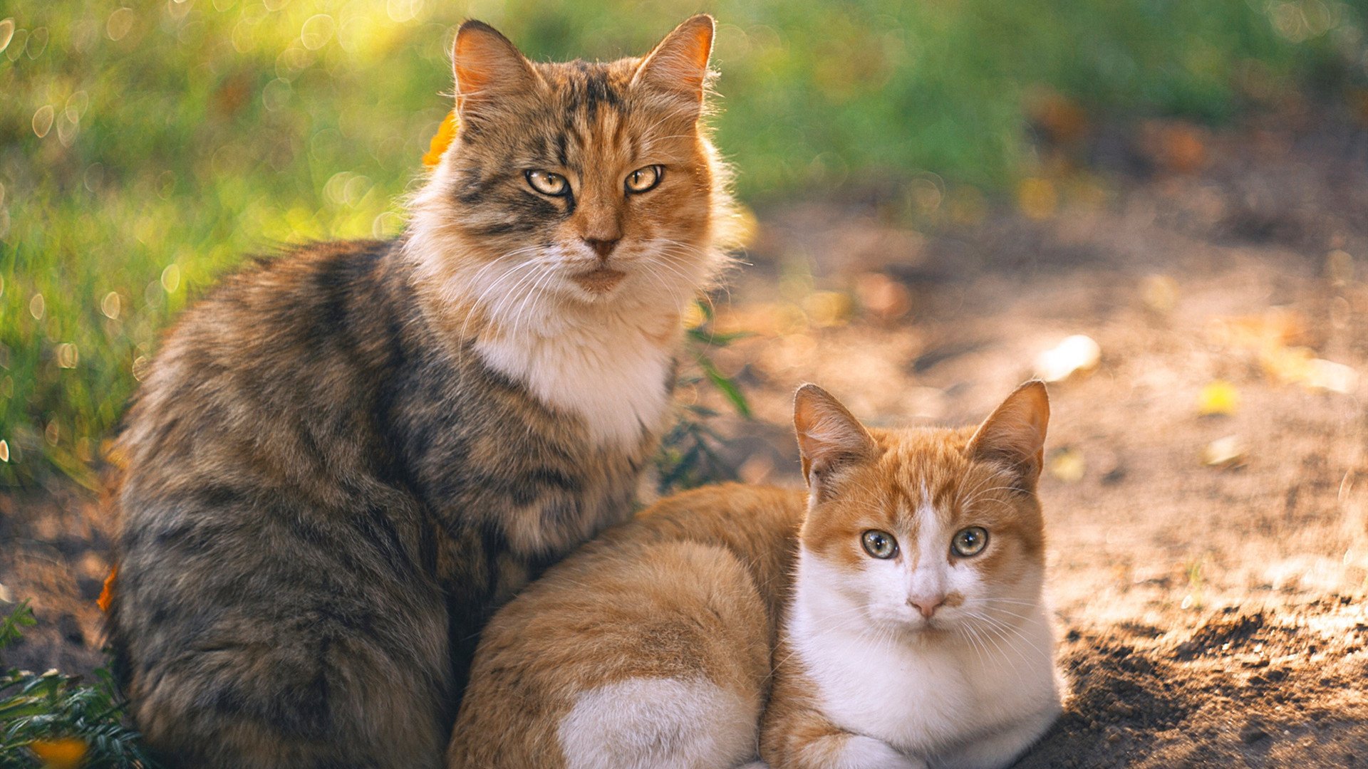 狂澜巨浪起东南,拉梅洛独舞引爆深圳,惊天逆转踏破浙江铁壁
