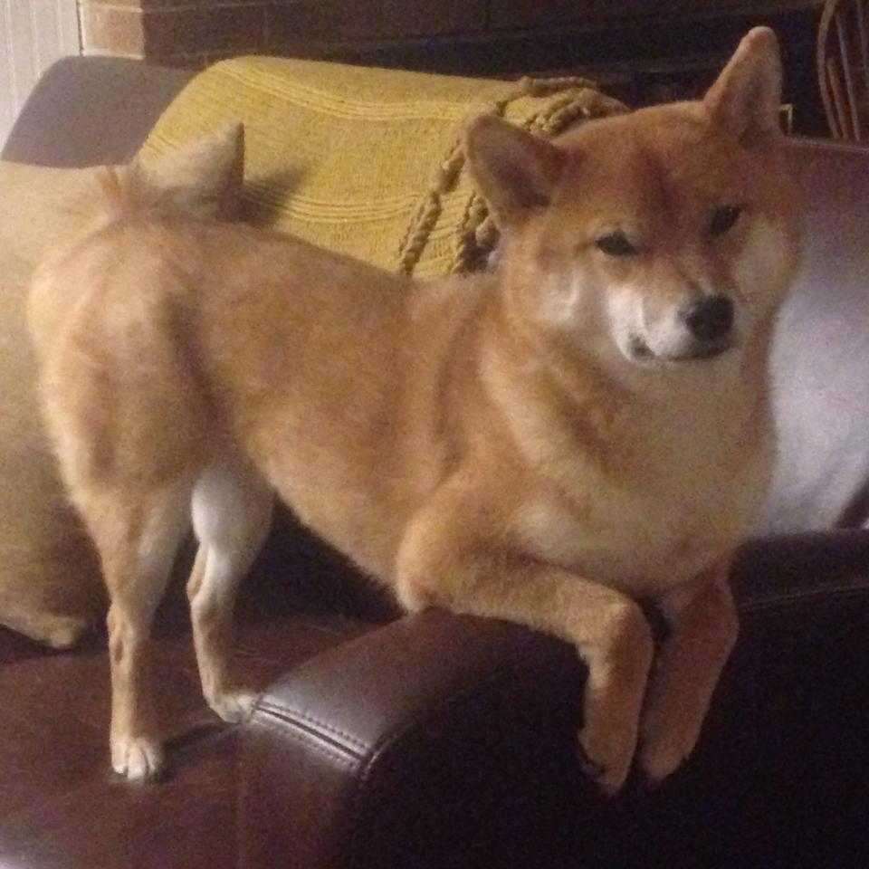 小贾伦一剑封喉！奇才奇兵天降碾碎太阳争冠梦