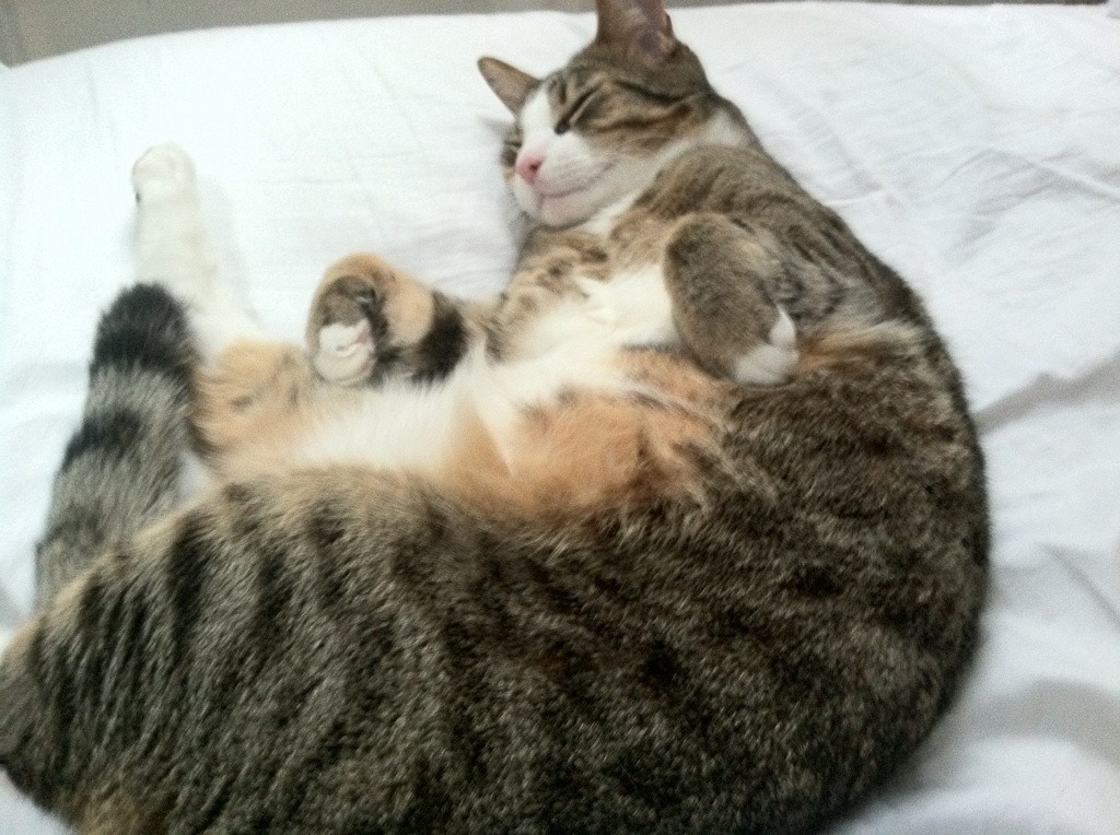 瑞士精密齿轮下的孤勇，迪亚斯如何扛起被战术压制的利物浦