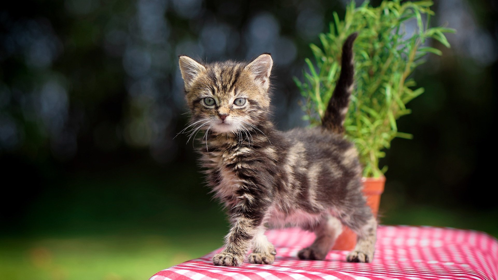 意甲焦点战之夜，拉文用防守铁链锁死对手