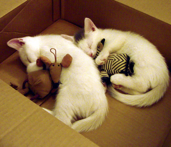 冷刃与铁壁，当李刚仁的冷静手术刀遇上秘鲁的铁血逆袭